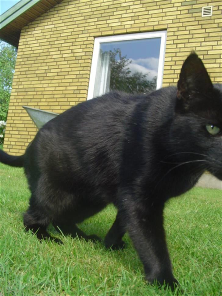 Blanding af racer        Kasper aka. Katten - Maj 2008 billede 9