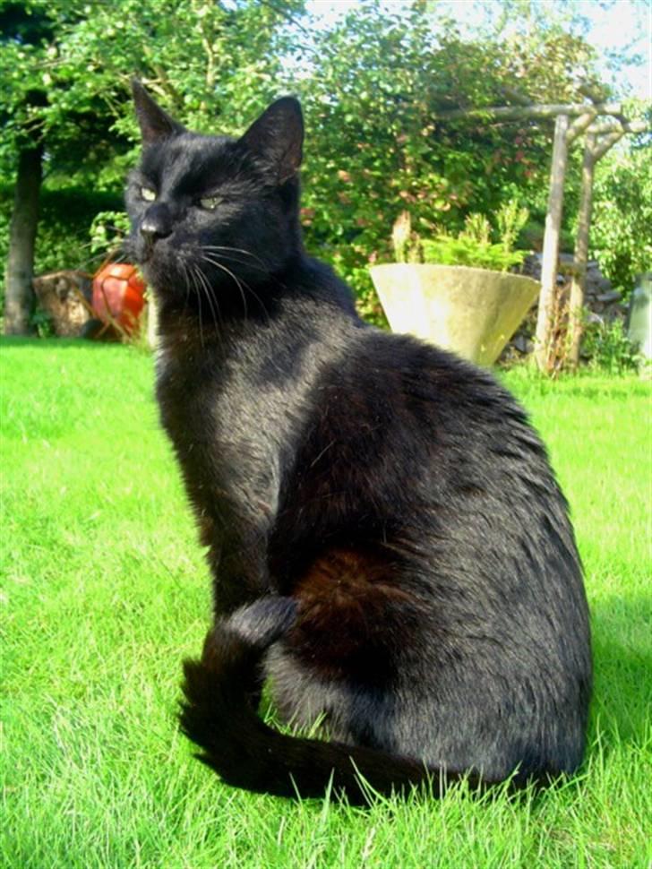 Blanding af racer        Kasper aka. Katten - Juli 2008 billede 10