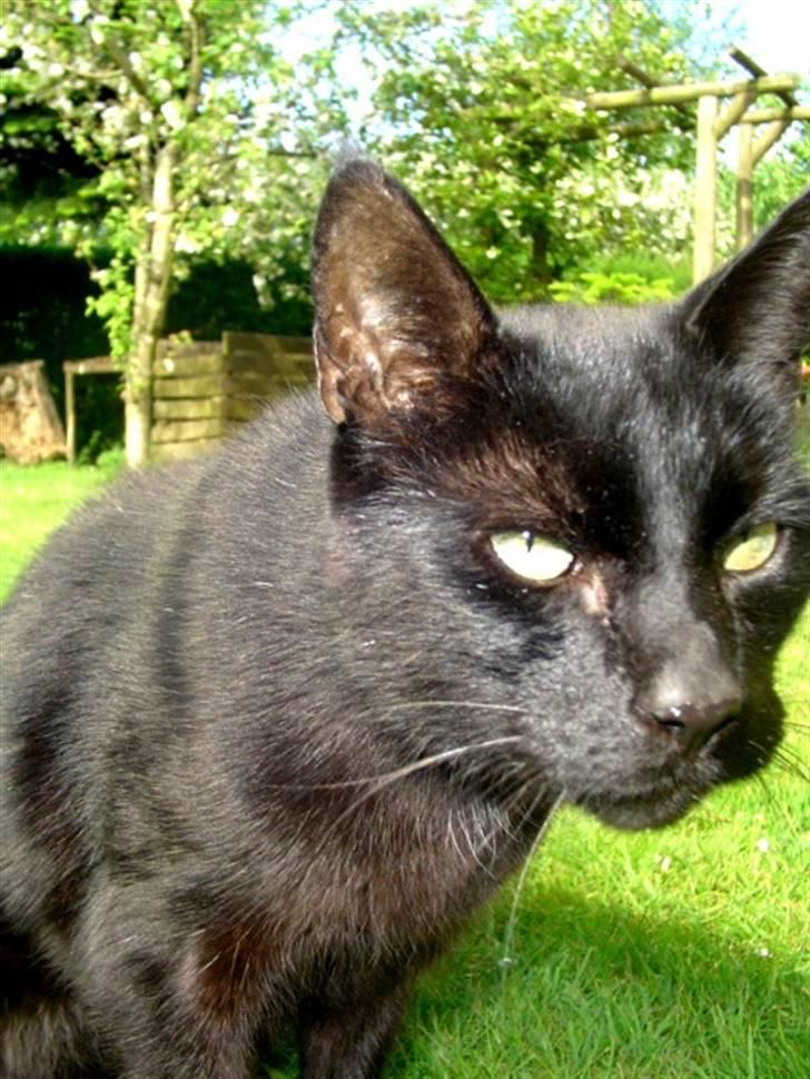 Blanding af racer        Kasper aka. Katten - Maj 2008 billede 11