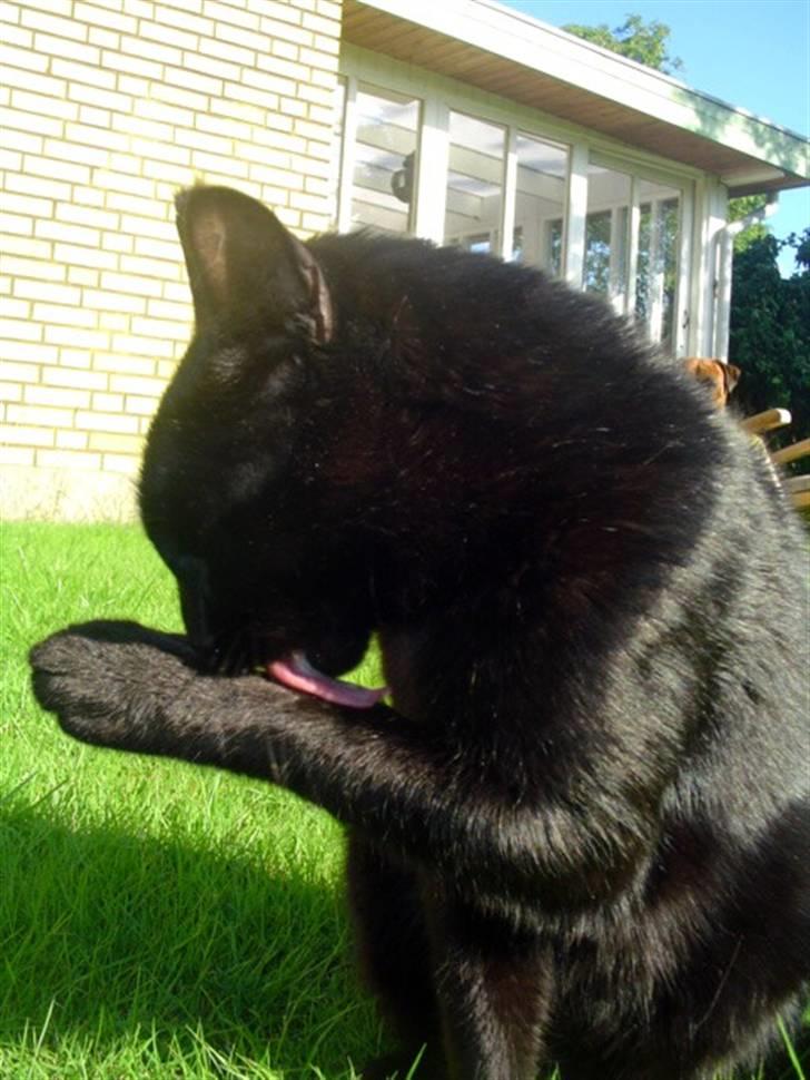 Blanding af racer        Kasper aka. Katten - Juli 2008 billede 12