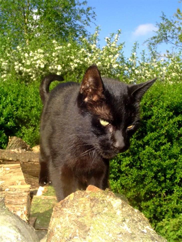 Blanding af racer        Kasper aka. Katten - Maj 2008 billede 13