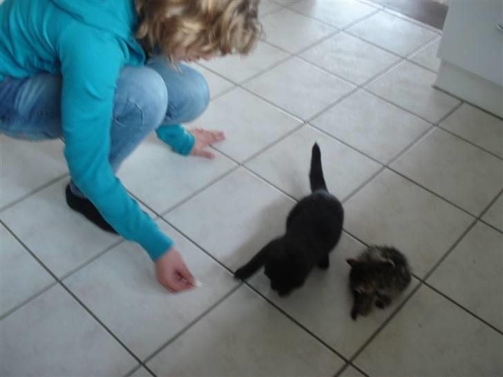 Huskat marie's Lucky DØD billede 11