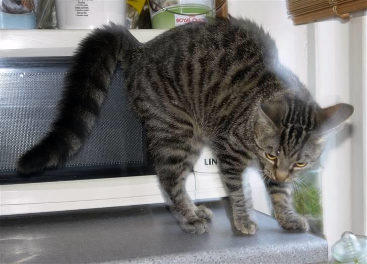 Huskat Bitten-har fået nyt hjem - Se så stor jeg kan blive billede 5