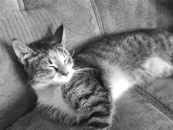 Huskat Stella billede 11