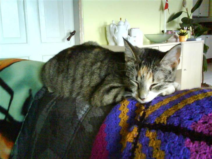 Huskat Stella billede 12