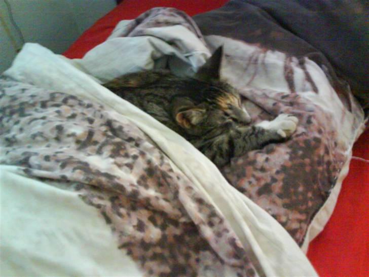 Huskat Stella billede 13