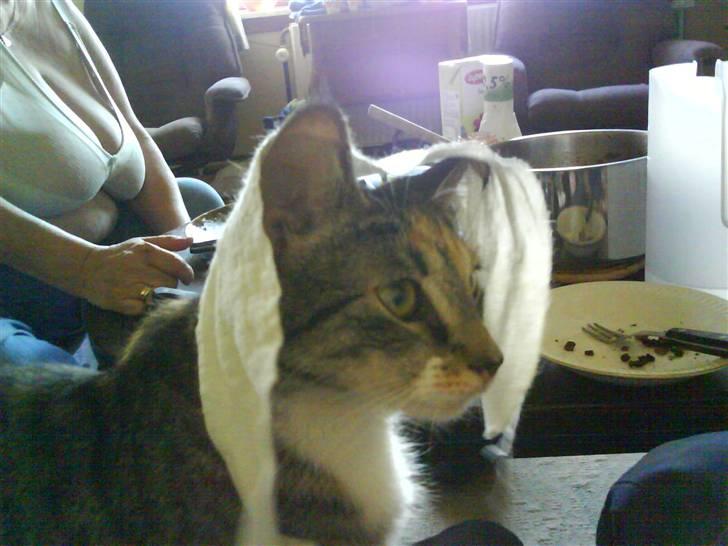 Huskat Stella billede 14