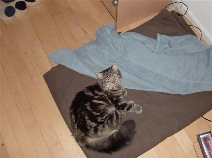 Norsk Skovkat sascha billede 1