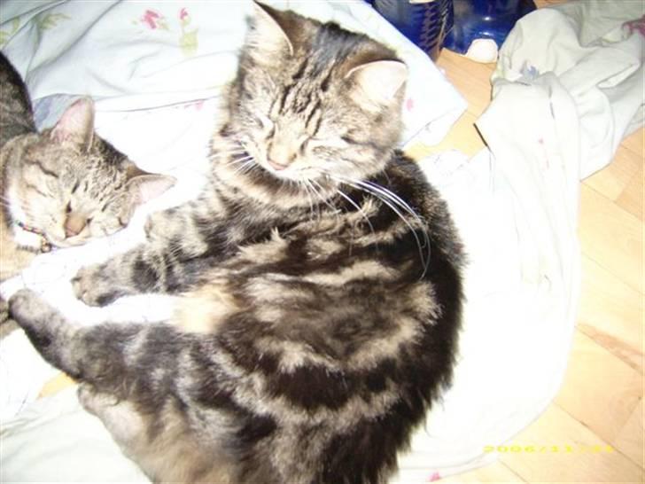 Norsk Skovkat sascha billede 2