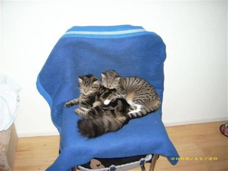 Norsk Skovkat sascha - Her ligger hun og hygger med min søsters huskat som vi passede hele april måned billede 3