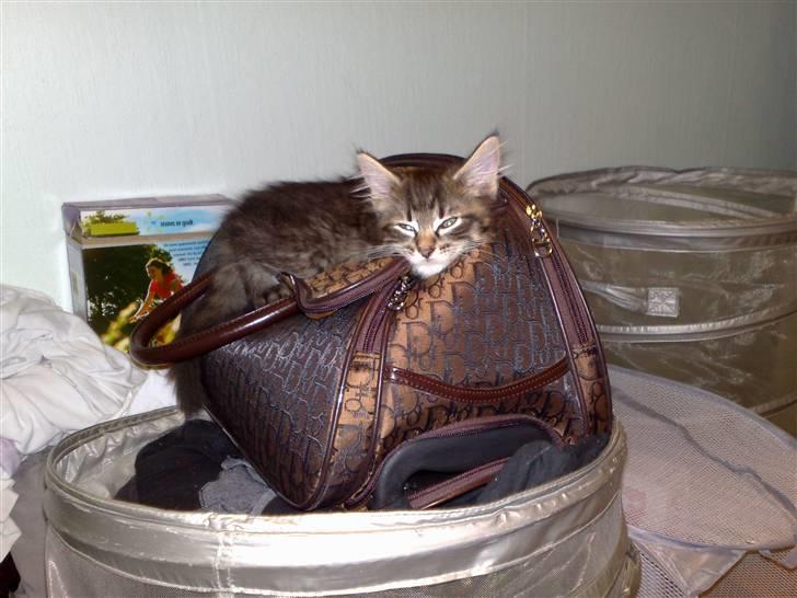 Norsk Skovkat Felix - Mors lille tasketyv :) billede 8