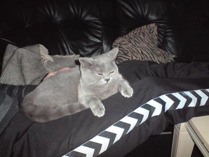 British Shorthair Tulle billede 14