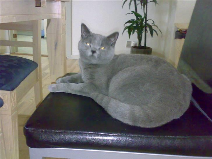 British Shorthair Tulle billede 15