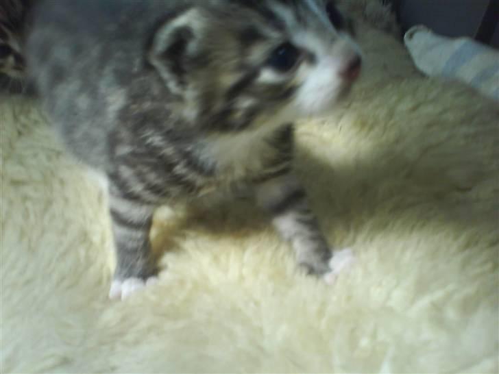 Huskat Killingerne billede 1