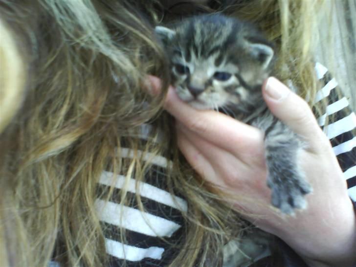 Huskat Killingerne billede 2