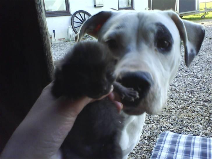 Huskat Killingerne billede 3