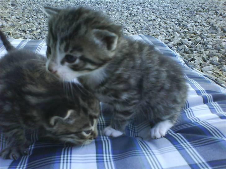 Huskat Killingerne billede 4