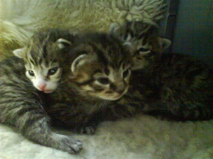 Huskat Killingerne billede 5