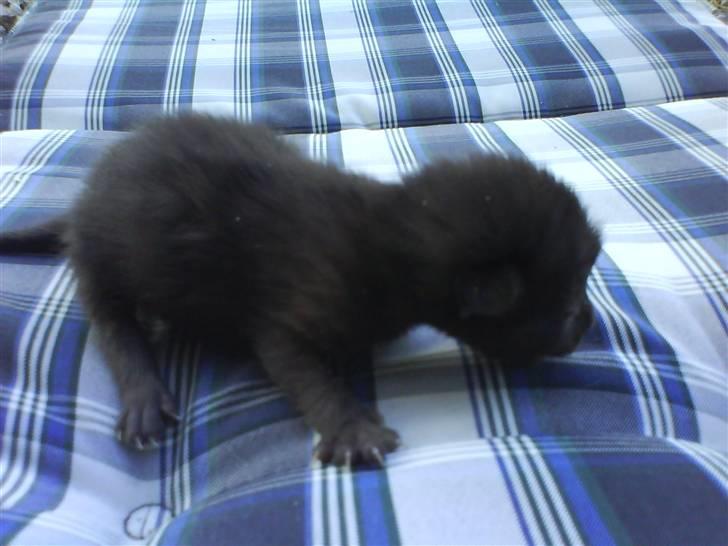 Huskat Killingerne billede 6