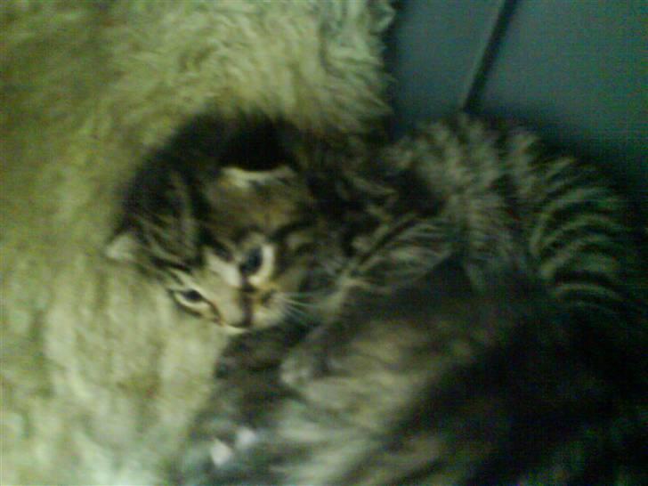 Huskat Killingerne billede 7