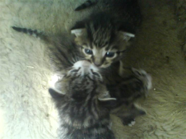 Huskat Killingerne billede 8