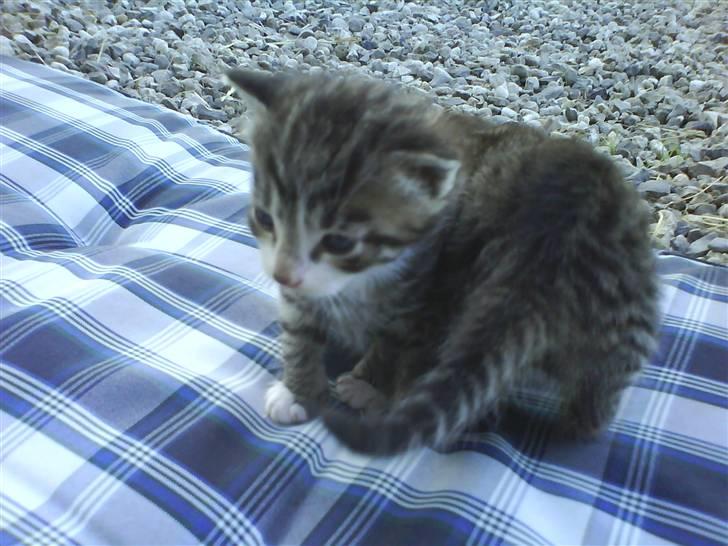 Huskat Killingerne billede 9