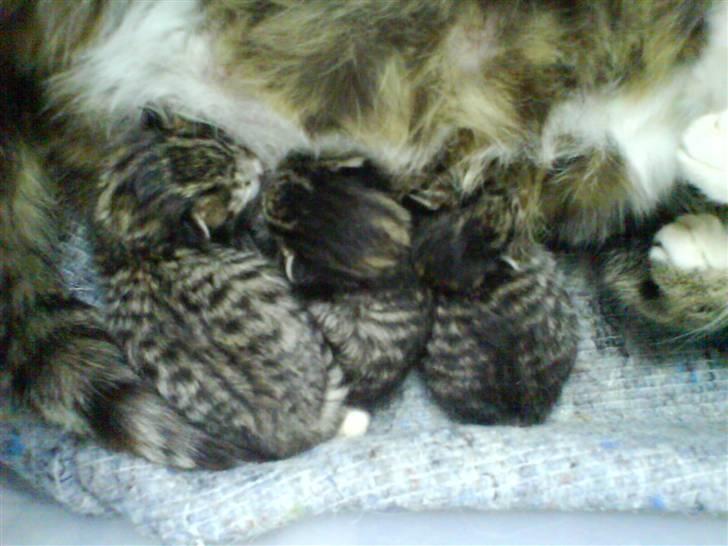 Huskat Killingerne billede 11