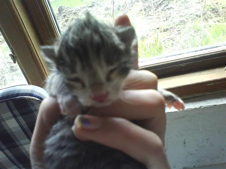 Huskat Killingerne billede 12