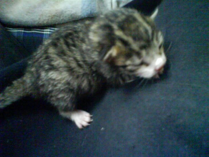 Huskat Killingerne billede 13