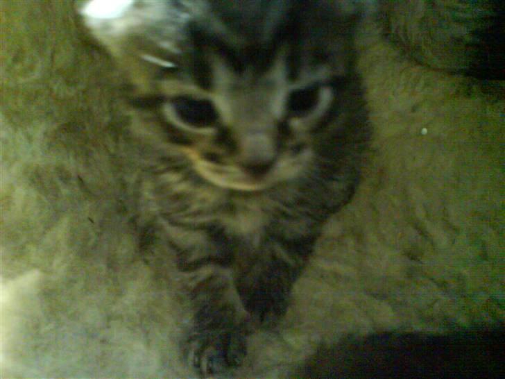 Huskat Killingerne billede 14