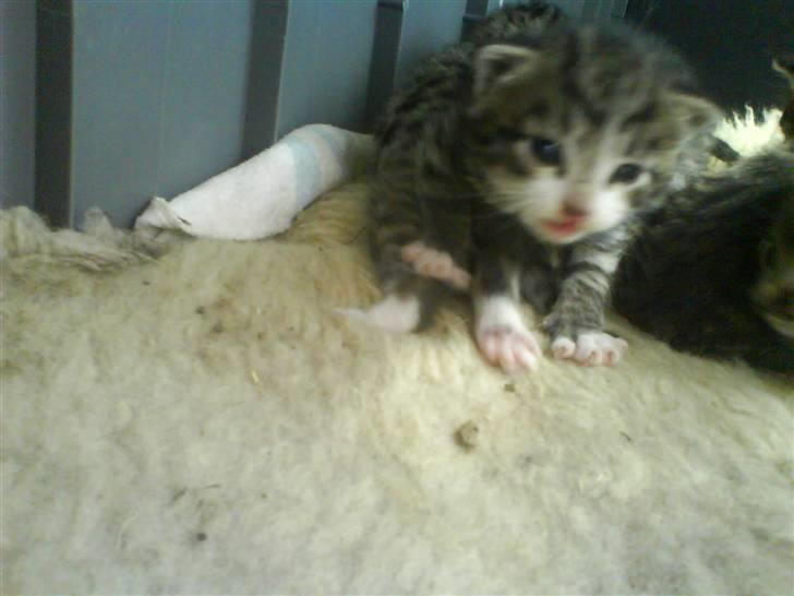 Huskat Killingerne billede 15