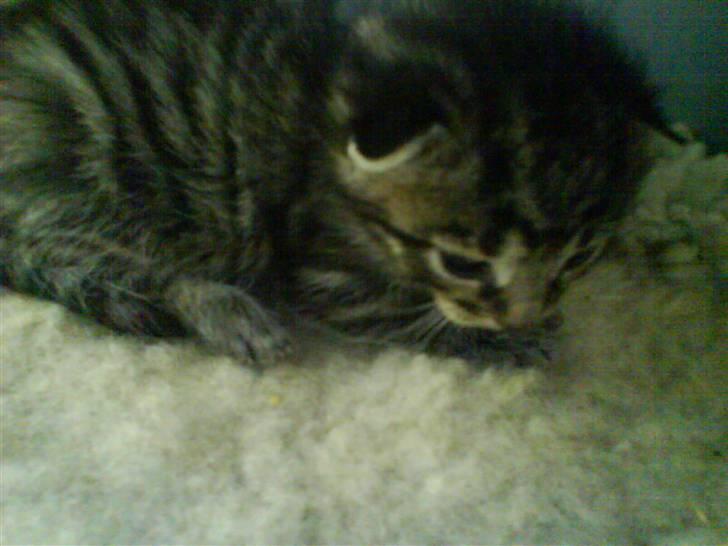 Huskat Killingerne billede 16