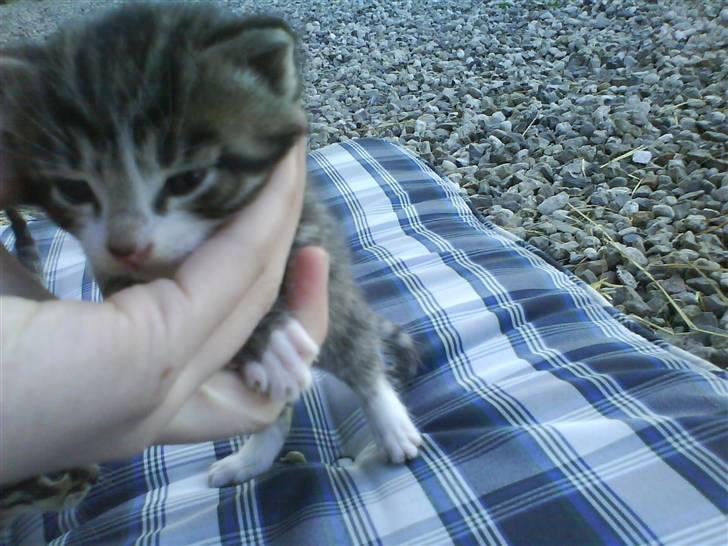 Huskat Killingerne billede 17