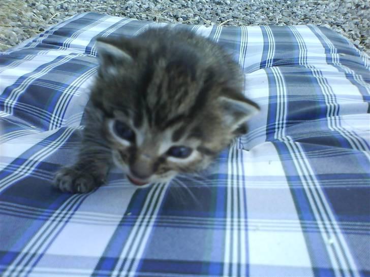 Huskat Killingerne billede 18