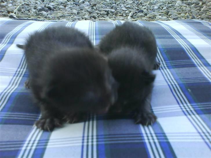 Huskat Killingerne billede 19