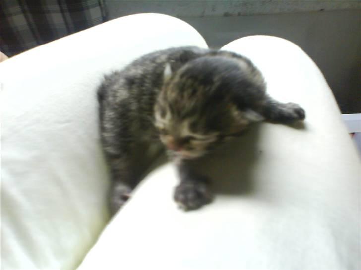 Huskat Killingerne billede 20