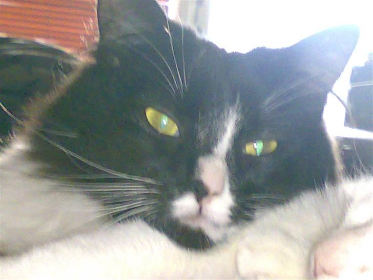 Huskat Lille Lis billede 1