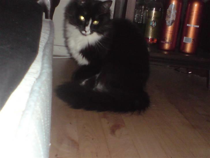 Huskat Lille Lis billede 2