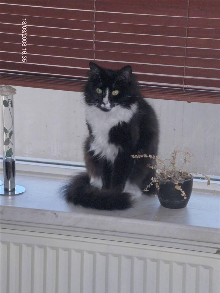 Huskat Lille Lis billede 3