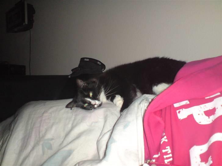 Huskat Lille Lis billede 5