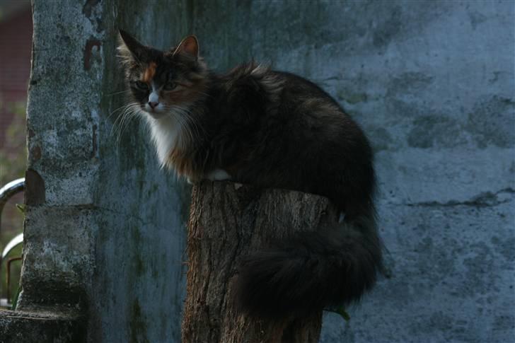 Blanding af racer Stritter billede 12