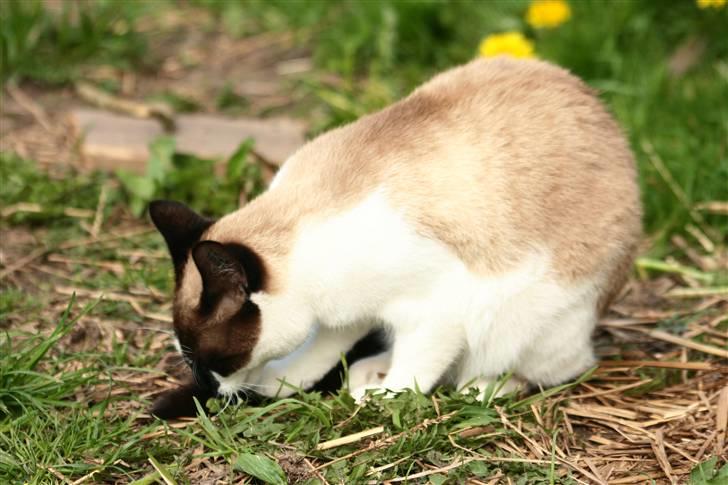 Blanding af racer Diva billede 11