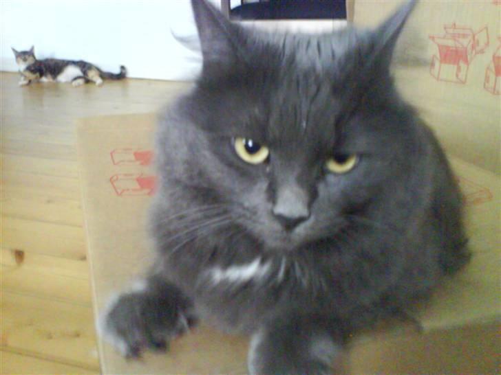 Blanding af racer Jasmin (R.I.P) billede 9