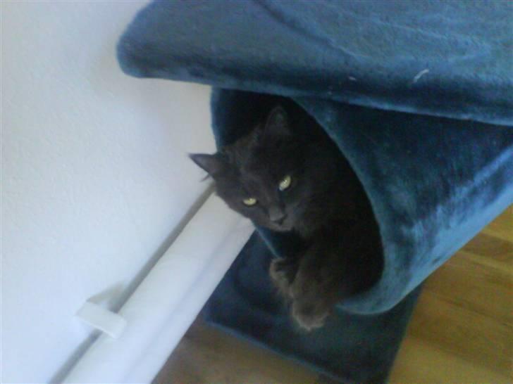 Blanding af racer Jasmin (R.I.P) billede 10