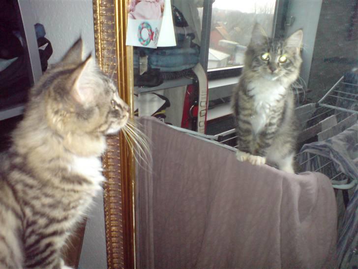 Blanding af racer Florian - når man er så nuttet som mig er det svært at få øjnene fra spejlet :D billede 11