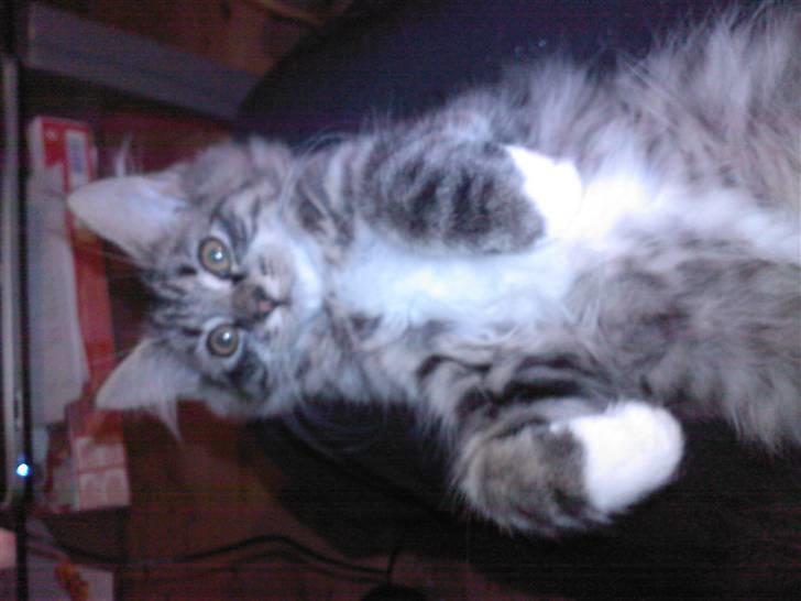 Blanding af racer Florian - uhh har vist taget et par kilo på;) billede 12