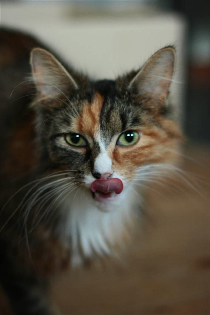 Blanding af racer Stritter billede 13