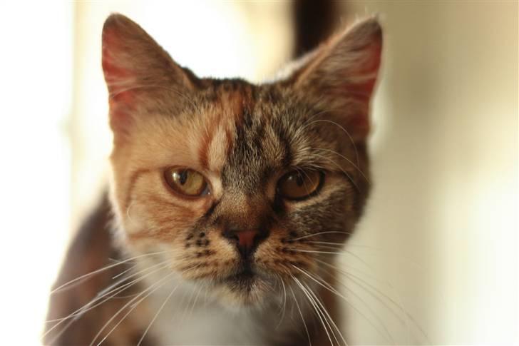 Blanding af racer Bonni billede 13