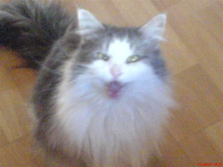 Maine Coon Fanta (Død i 2007) billede 1