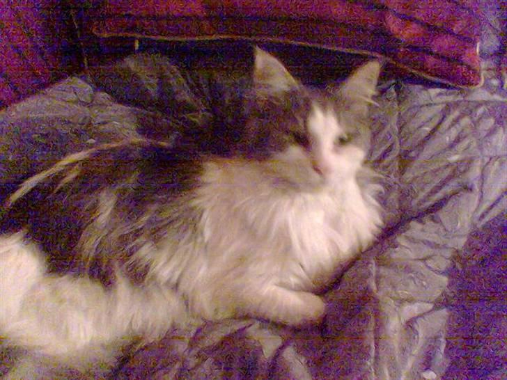 Maine Coon Fanta (Død i 2007) billede 2